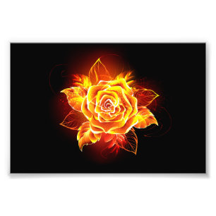 Rose des blühenden Feuers Fotodruck