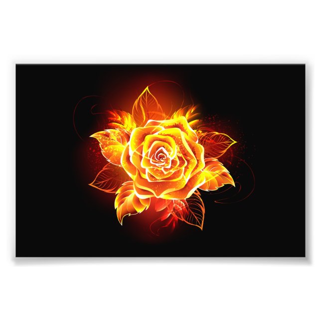 Rose des blühenden Feuers Fotodruck (Vorne)