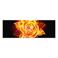 Rose des blühenden Feuers