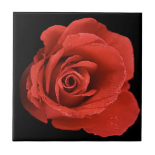 Rose des Roten Dramas Fliese