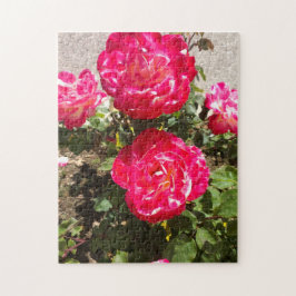Rose des Roten Gartens