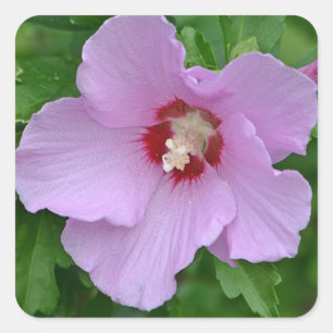 Rose des Sharon-Aufklebers Quadratischer Aufkleber