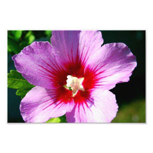 Rose des Sharon-Fotos Fotodruck (Vorne)