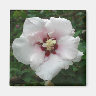 Rose des Sharon-Magneten Magnet