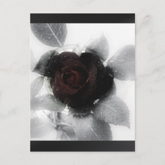 Rose des Trauerspeichers Postkarte