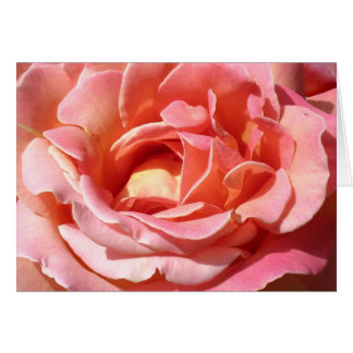 Rose d'Escalades à l'ancienne