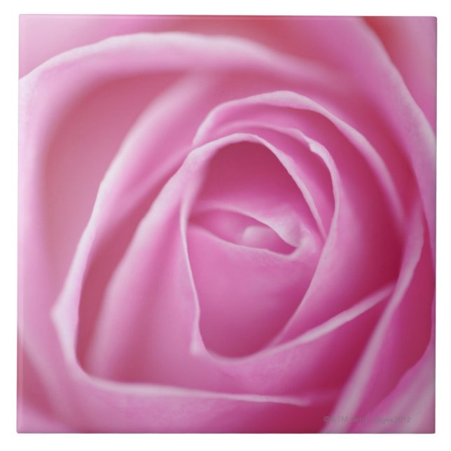 Rose, Deutschland Fliese (Vorderseite)