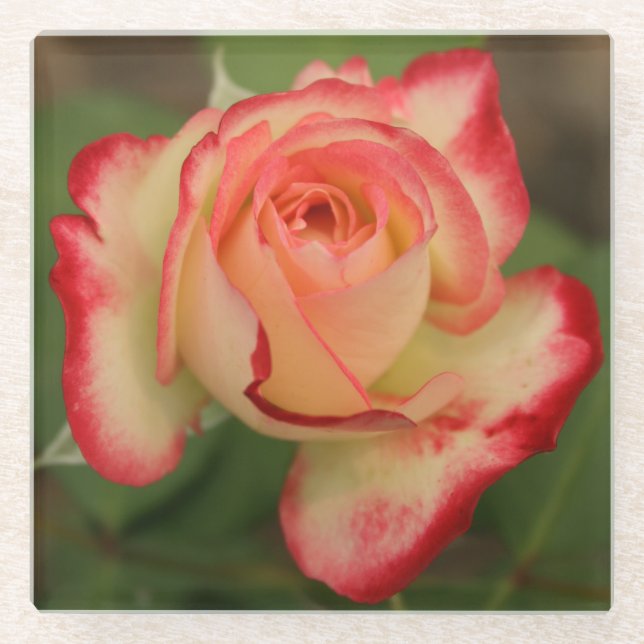 Rose Doppelte Freude Creme rosa rote Kante Glasuntersetzer (Vorderseite)