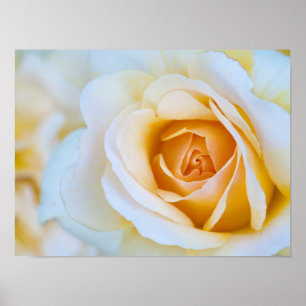 Rose drucken, Werteplakatpapier (Matte) Poster