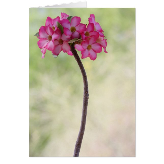 Rose du désert en rose (Devant)