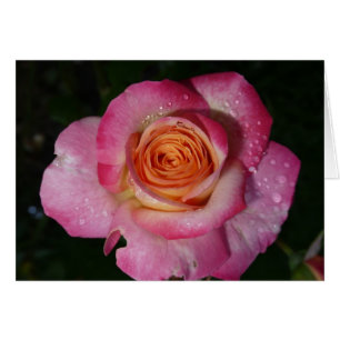 Rose du matin rose