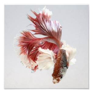 Rose Dumbo Halbmond Betta Fisch-Druck Fotodruck
