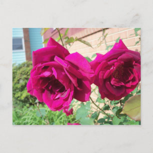 Rose Duo Postkarte