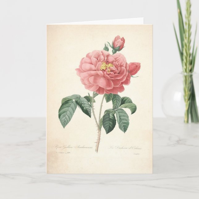 Rose durch Redoute Vintage botanische Dankeskarte (Vorderseite)