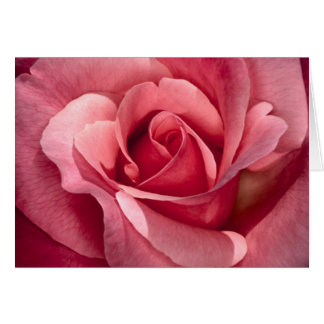 rose élégant