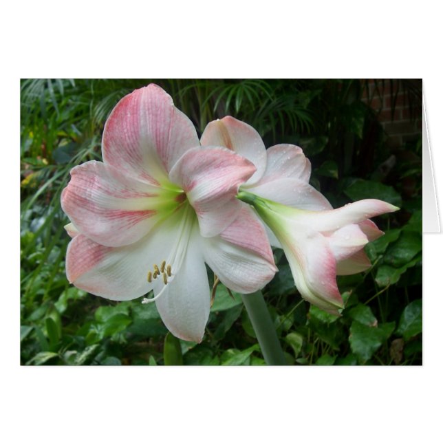 rose et blanc (Devant horizontal)