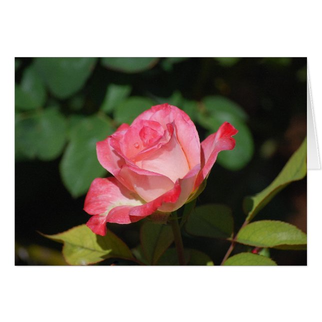 Rose et Rose blanche (Devant horizontal)