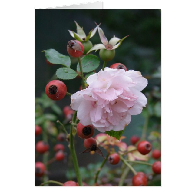 Rose et Rosehips (Devant)