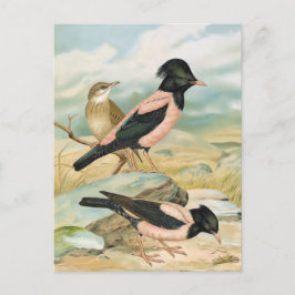Rose-Farbige Vintage Vogel-Illustration Starling Postkarte