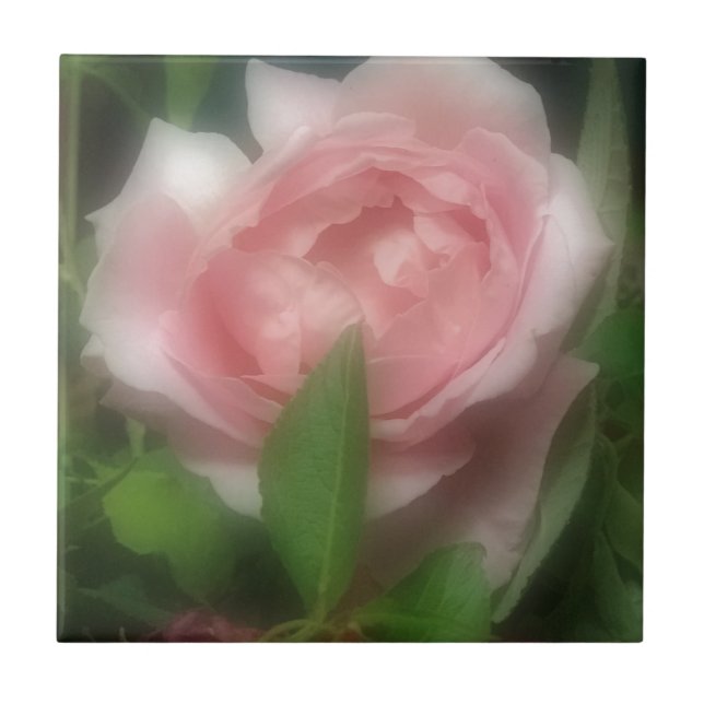 Rose Fliese (Vorderseite)