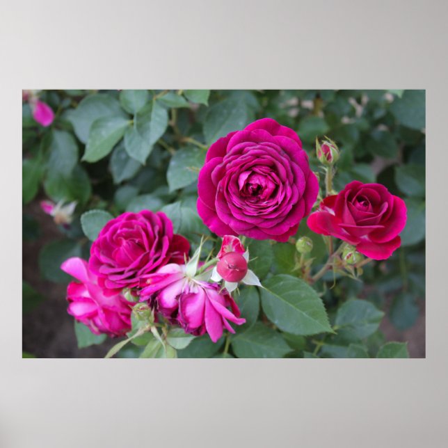 Rose Foto Poster (Vorne)