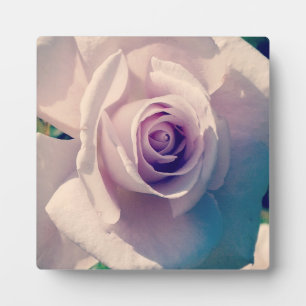 Rose Fotoplatte