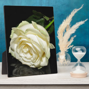 Rose Fotoplatte