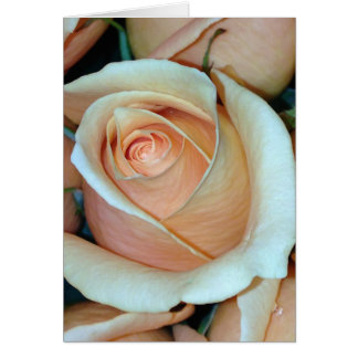 Rose für alle 12x18 der Erweiterungskarte