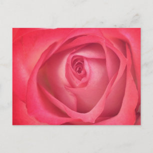Rose für Feuer und Eis Postkarte