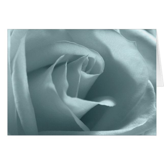 Rose für Frieden (Vorderseite (Horizontal))