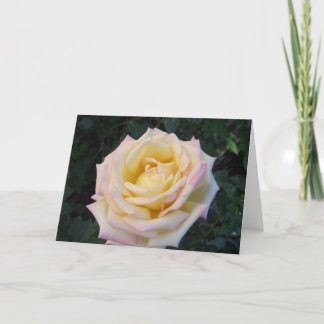 Rose für Frieden Karte