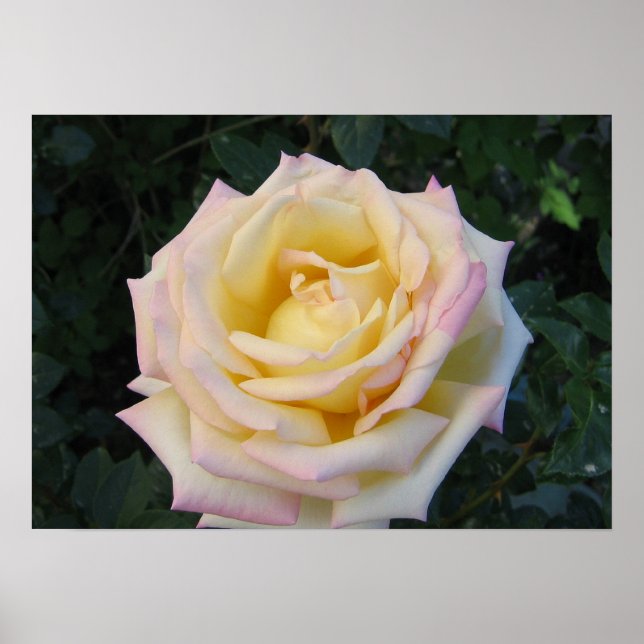 Rose für Frieden Poster (Vorne)