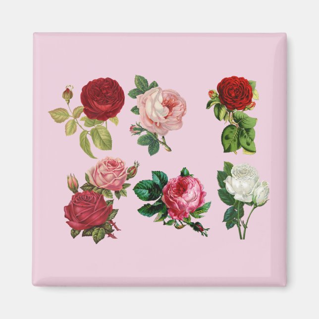 Rose-Galermagnet Magnet (Vorne)