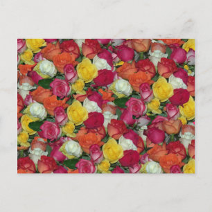 Rose Galore Postkarte