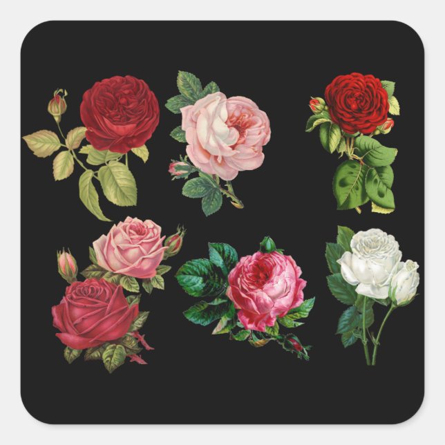 Rose galuieren Sticker (Vorderseite)
