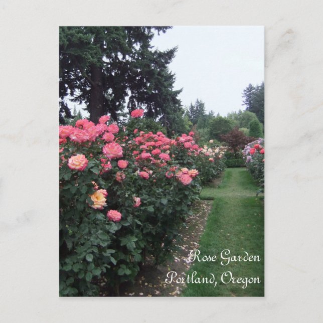 Rose Garden / Portland Oregon Postkarte (Vorderseite)
