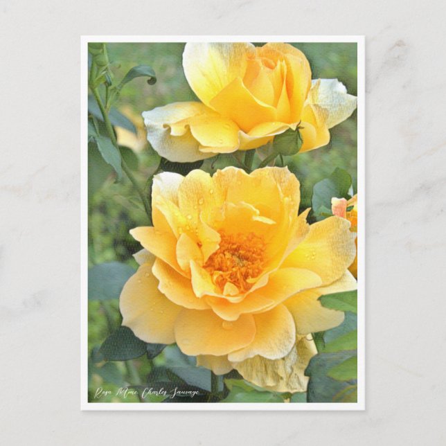 Rose Garden Postkarte (Vorderseite)