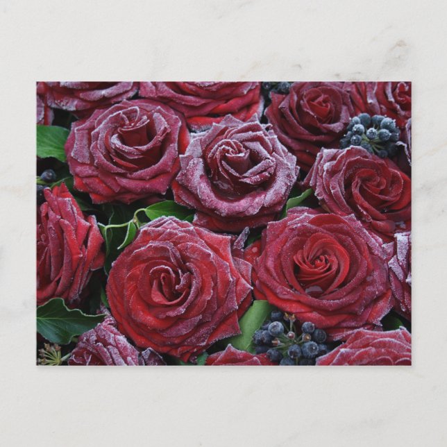 Rose gefroren postkarte (Vorderseite)