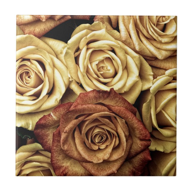 Rose gelb und rot fliese (Vorderseite)
