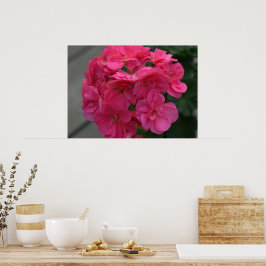Rose Geranium Blume Poster