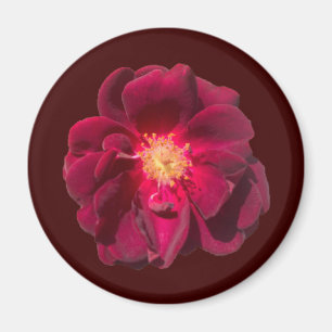 ROSE H MAGNET