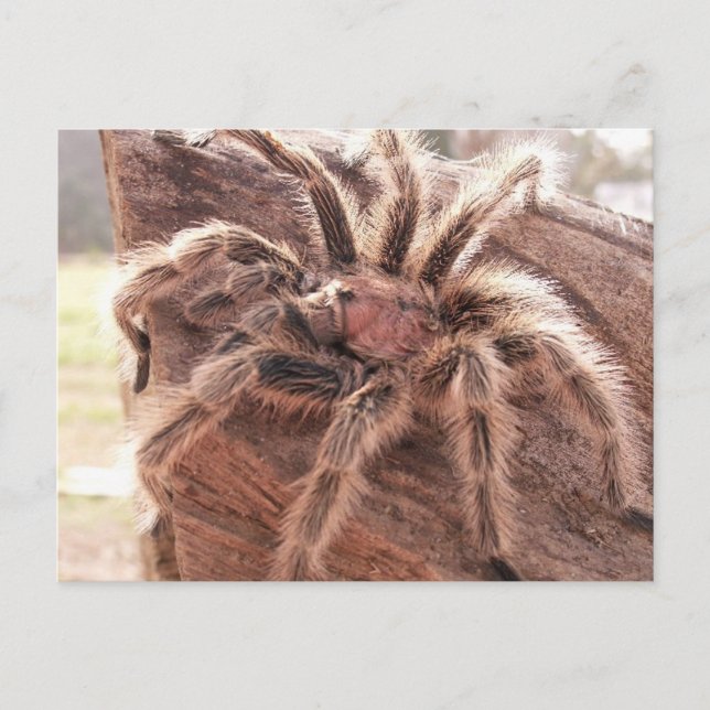Rose Hair Tarantula Postkarte (Vorderseite)