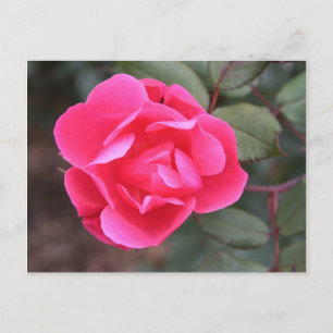 Rose Herbst Postkarte