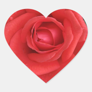 Rose Herz-Aufkleber