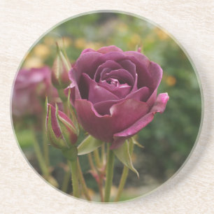 Rose Iceberg Bourgogne #1 Dessous de verre Sandsto