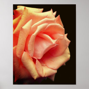 Rose im Blut abdrücken Poster
