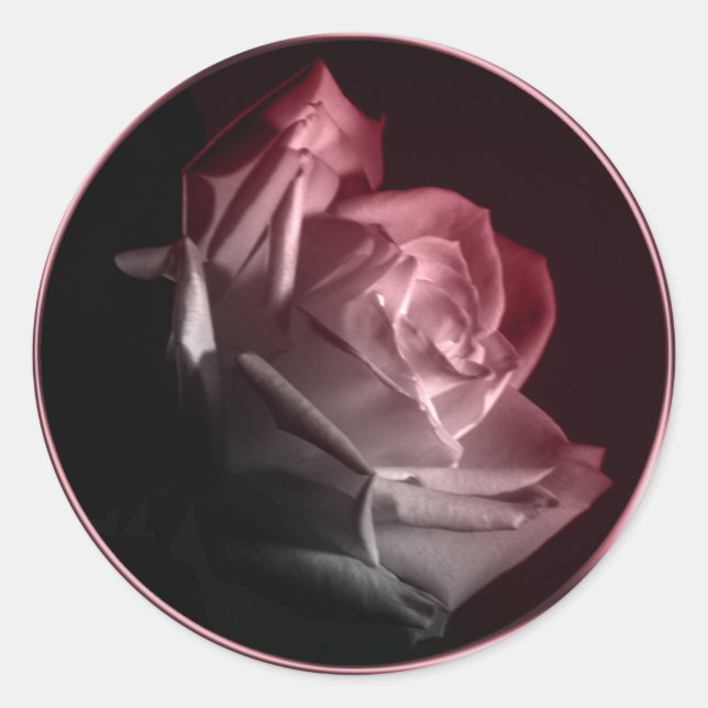 Rose im blutverheirateten Umschlag Aufkleber (Vorderseite)