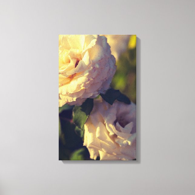 Rose im Garten Leinwanddruck (Vorderseite)