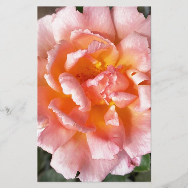 Rose im Herbst (Vorderseite)