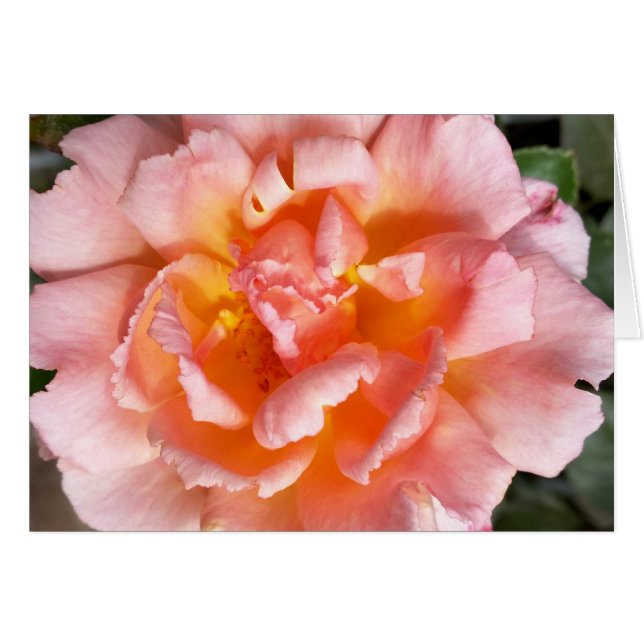 Rose im Herbst (Vorderseite (Horizontal))